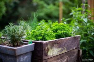 kitchen gardening on roof