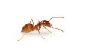 Does Dish Soap And Water Kill Ants?