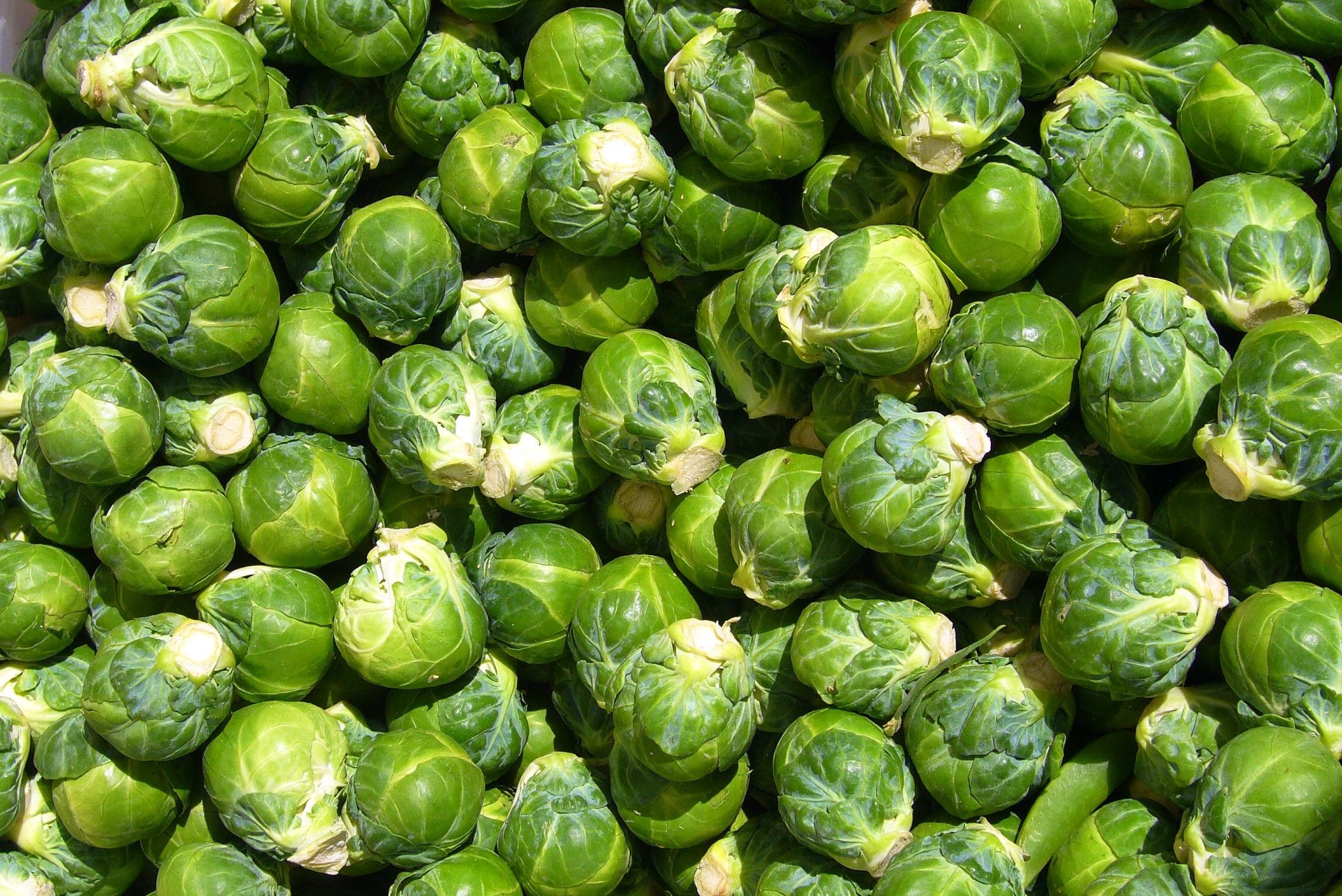 Baked Brussels Sprouts Recipe