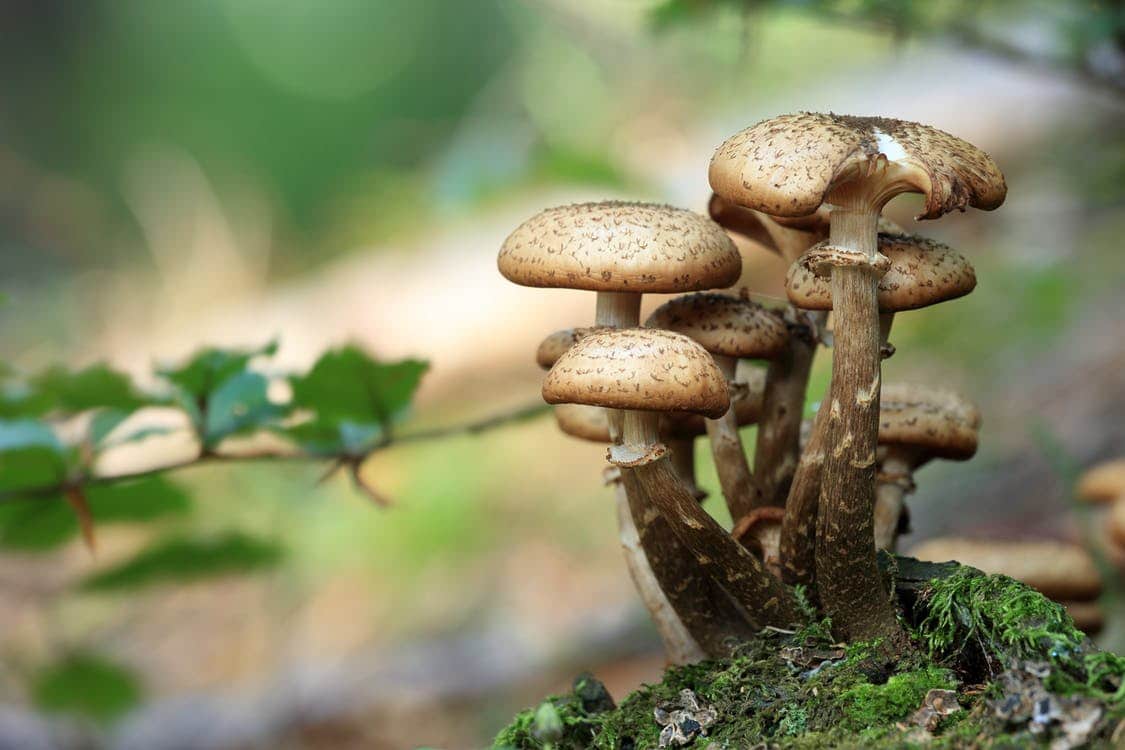 Out of the Woods and into the Kitchen with Wild Mushrooms