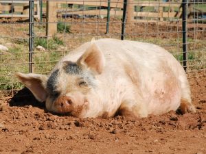 What Food Each Part of a Pig Makes