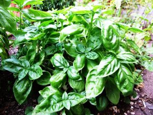 Basil Origins, Uses, And Tips