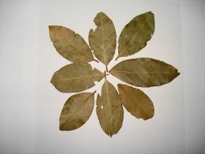 Bay Leaves – Origins, Uses, And Tips