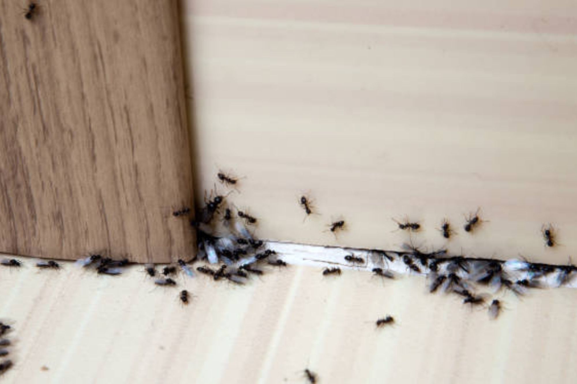 Does Dish Soap And Water Kill Ants? 12 Other Alternatives