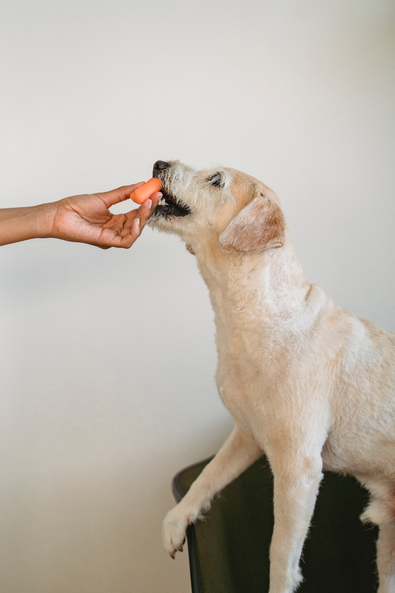 Dog Nutrition and Easy Recipes You Can Make At Home
