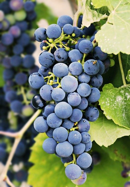 grapes, grapevine, vine