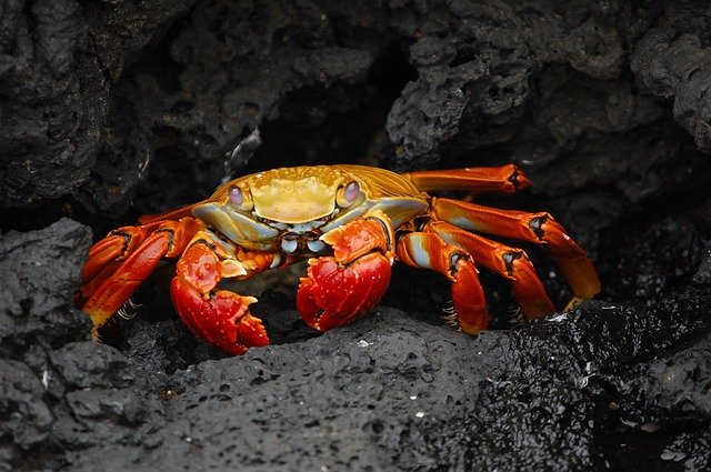 Reasons Why a Dungeness crab is Called a Dungeness