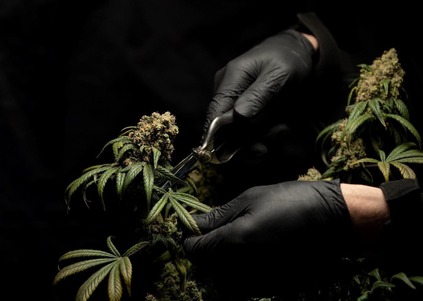 Marijuana Cultivation Tips: 6 Important Things to Know