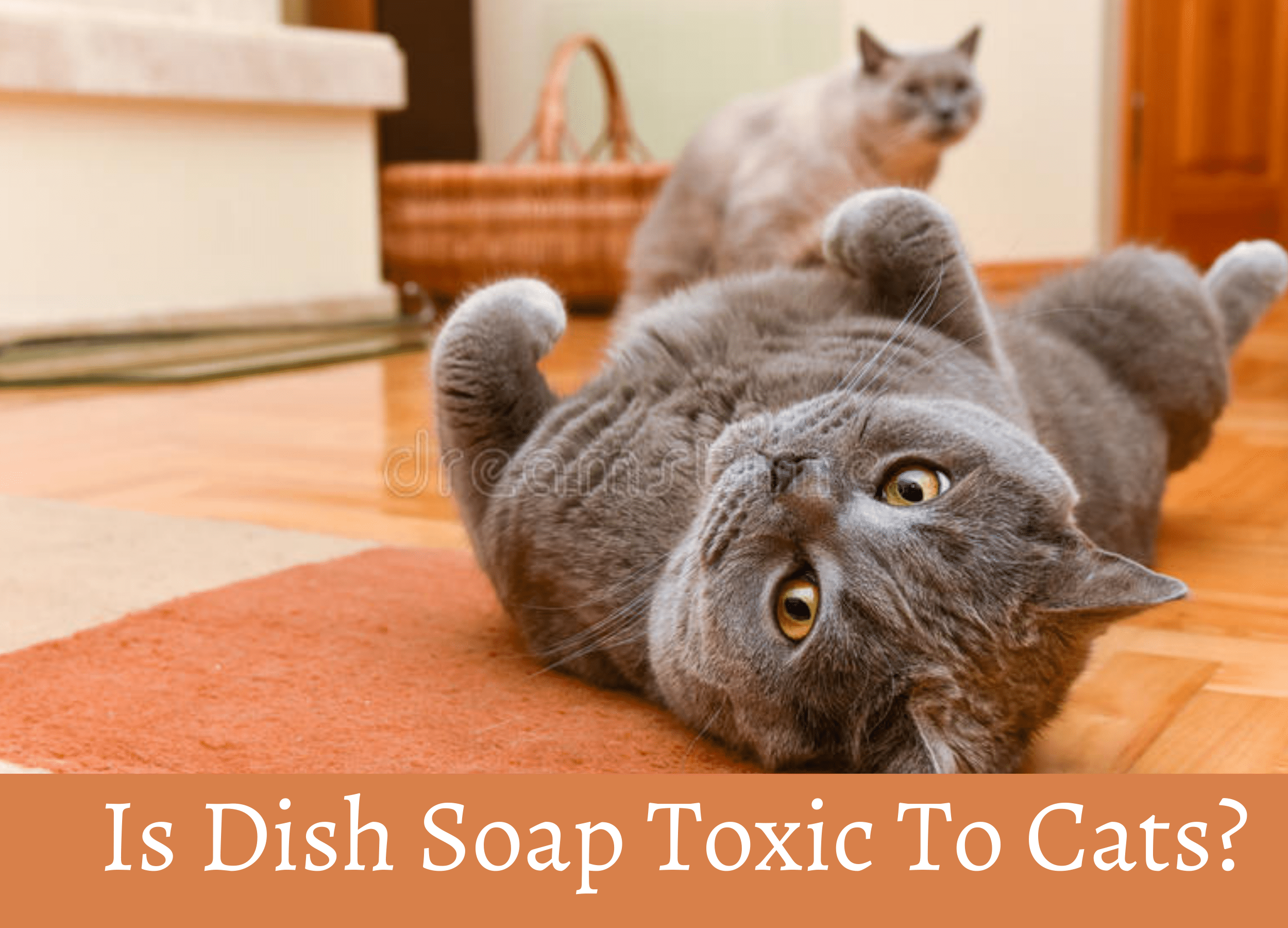 Is Dish Soap Toxic To Cats?