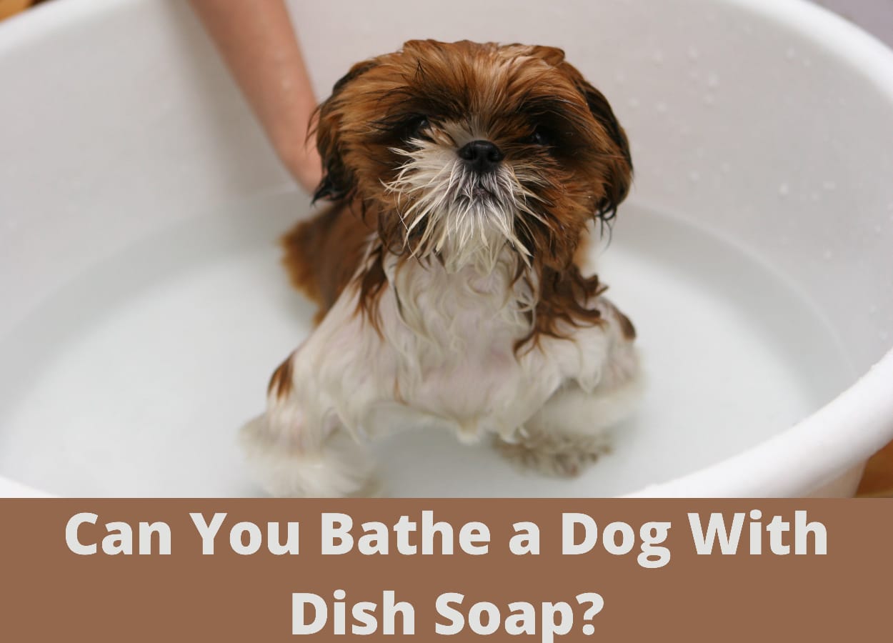 Can you bathe a dog with dish soap