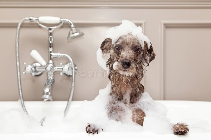 Can You Bathe a Dog With Dish Soap? Dish Soap Contains Strong Chemicals