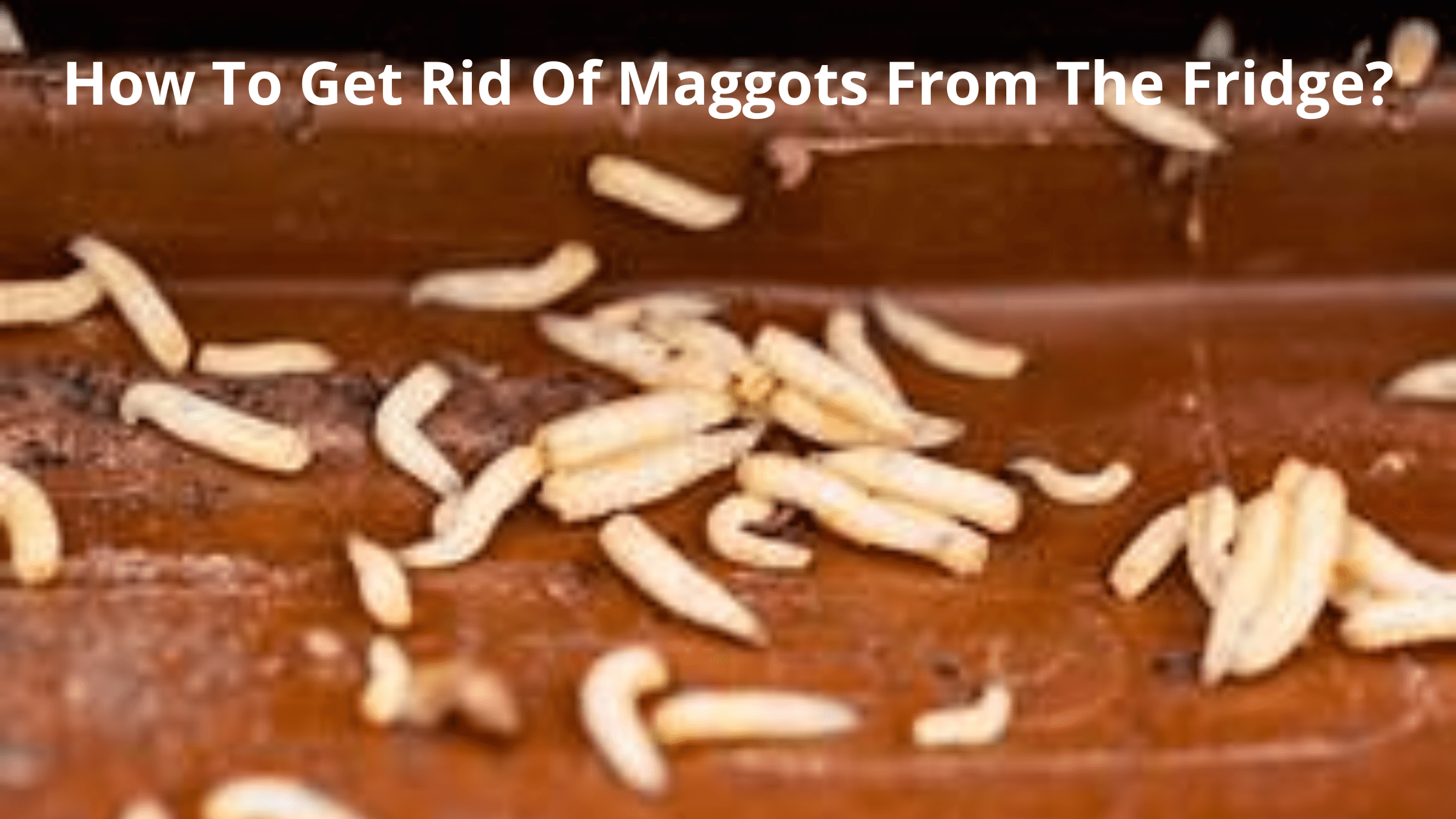 How To Get Rid Of Maggots From The Fridge?