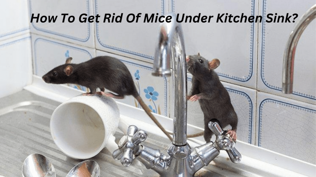 How To Get Rid Of Mice Under Kitchen Sink?