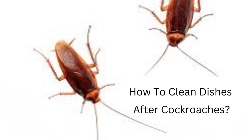 How To Clean Dishes After Cockroaches?