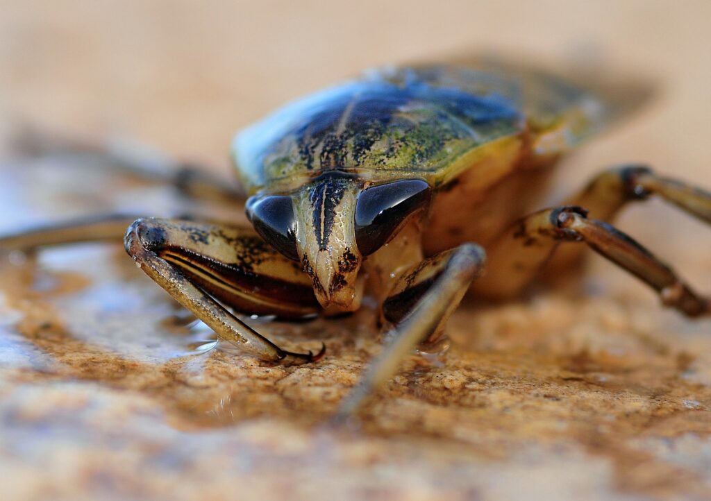 How To Clean Dishes After Cockroaches? Cockroaches