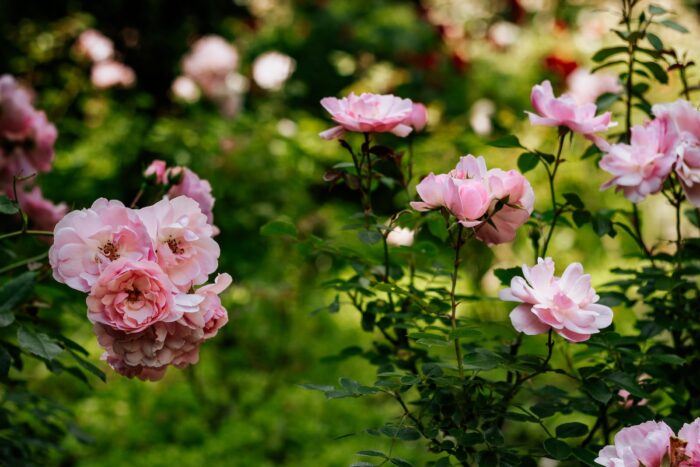 How to Deadhead Roses pink flowers with green leaves