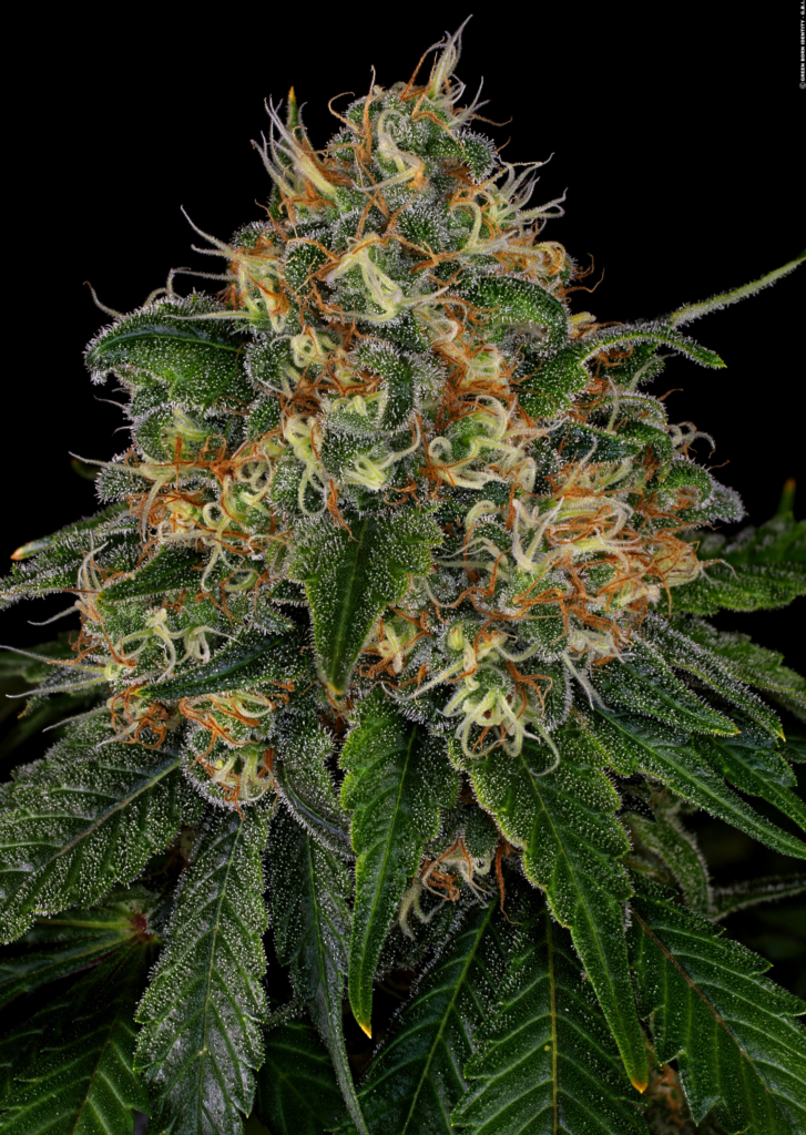 How Autoflowering Cannabis Can Transform Your Urban Gardening Experience